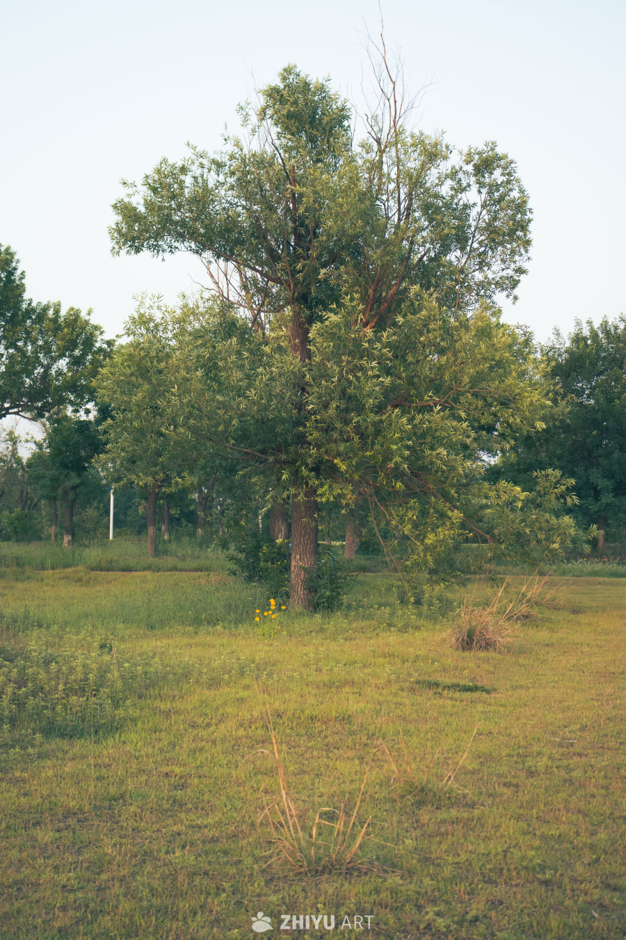乡间大树与绿草