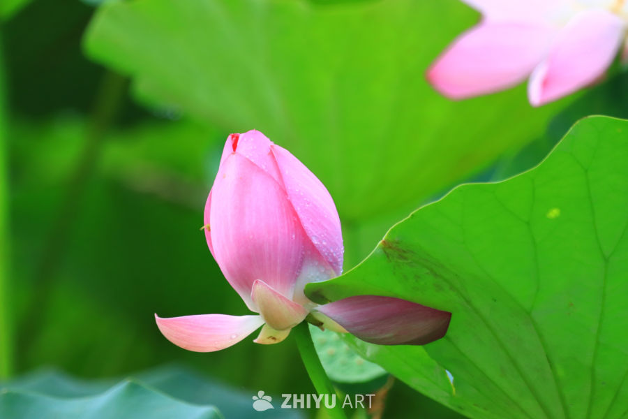 盛夏荷花 42
