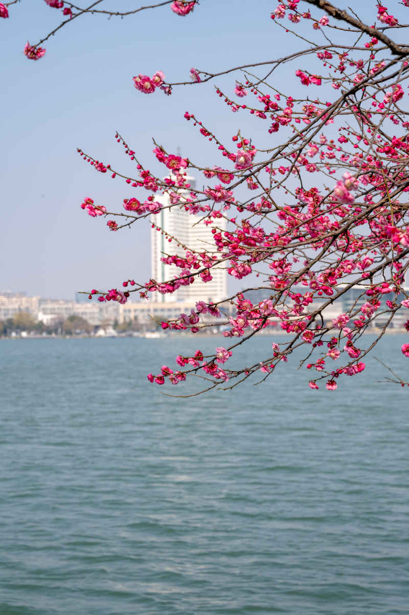 南京玄武湖公园 6
