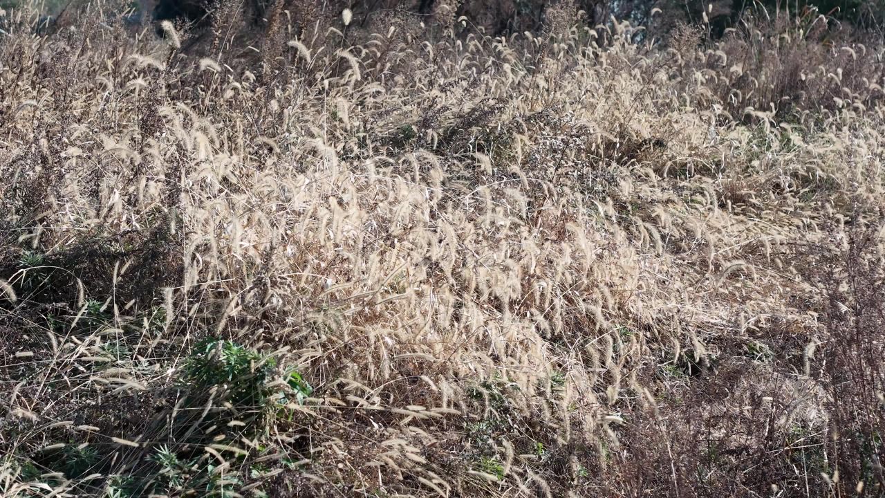 风吹草低见牛羊