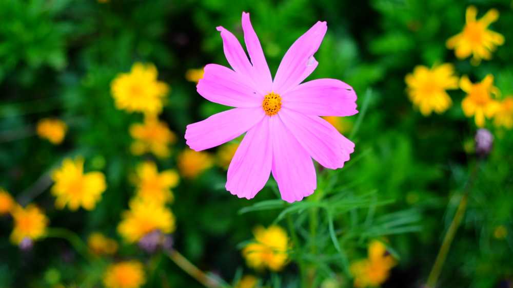 漂亮的花花