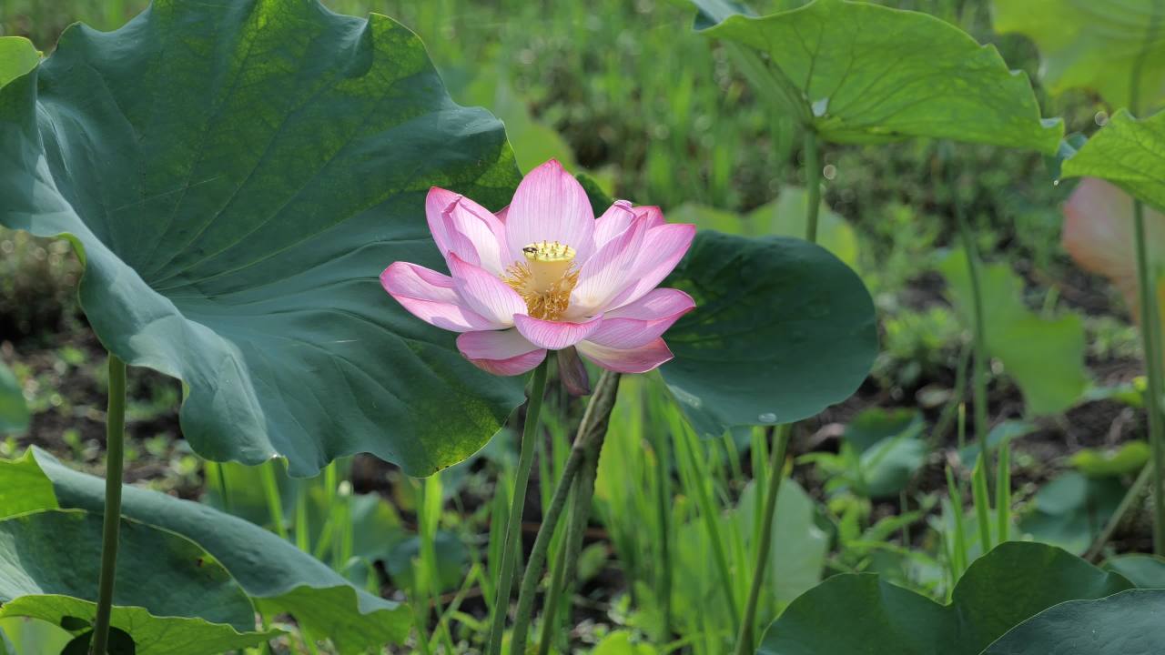 荷花（二） 14