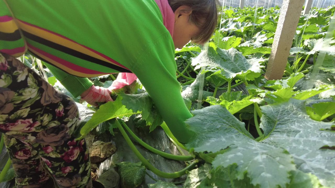 三农农村蔬菜大棚工作生活实拍素材