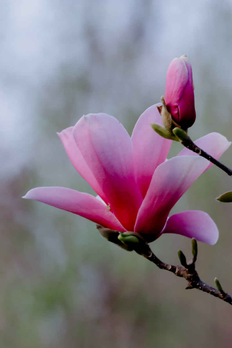 花卉摄影 9