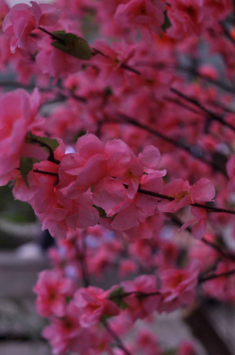 桃花