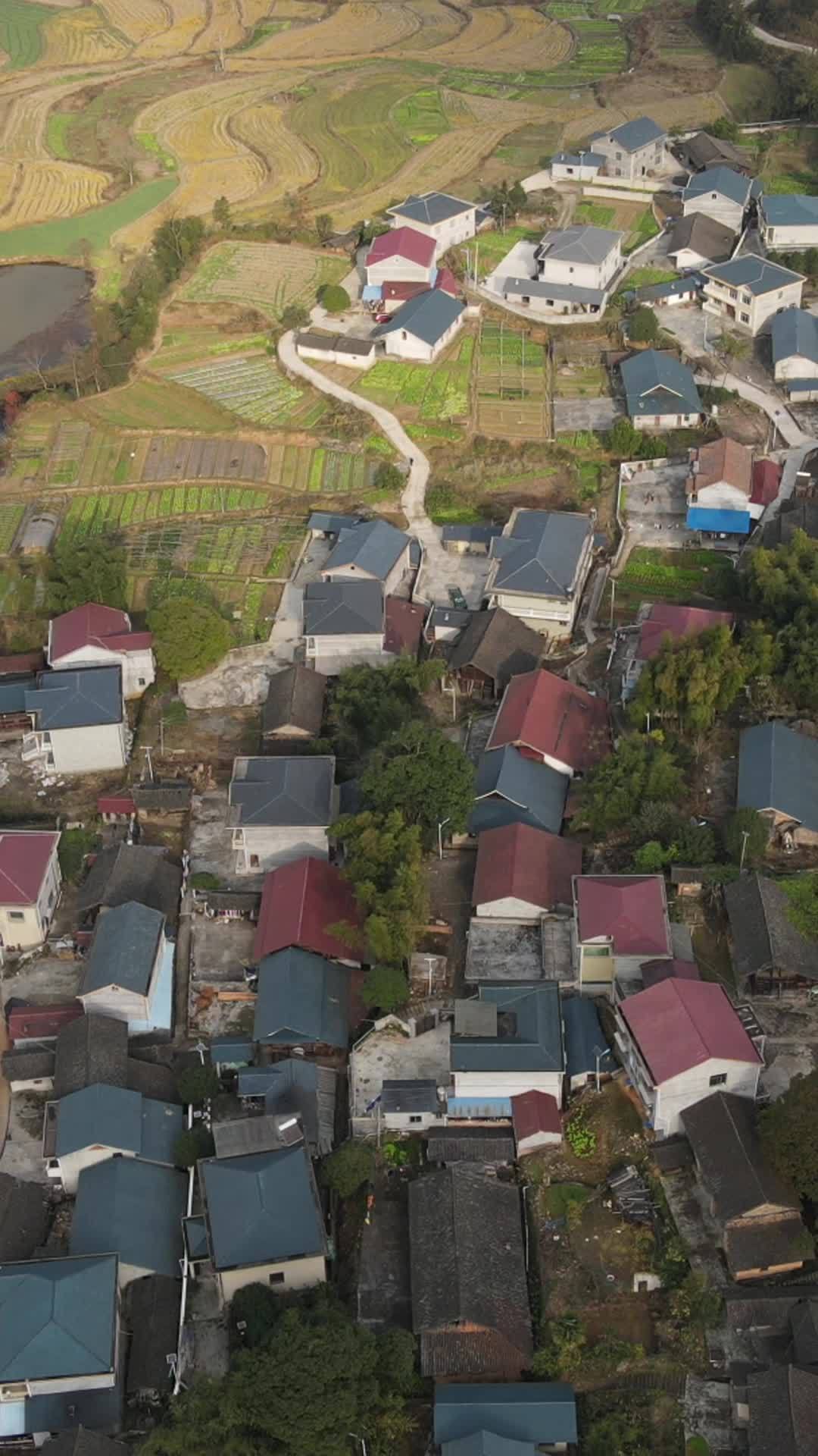  竖屏航拍南方集中乡村田园风光