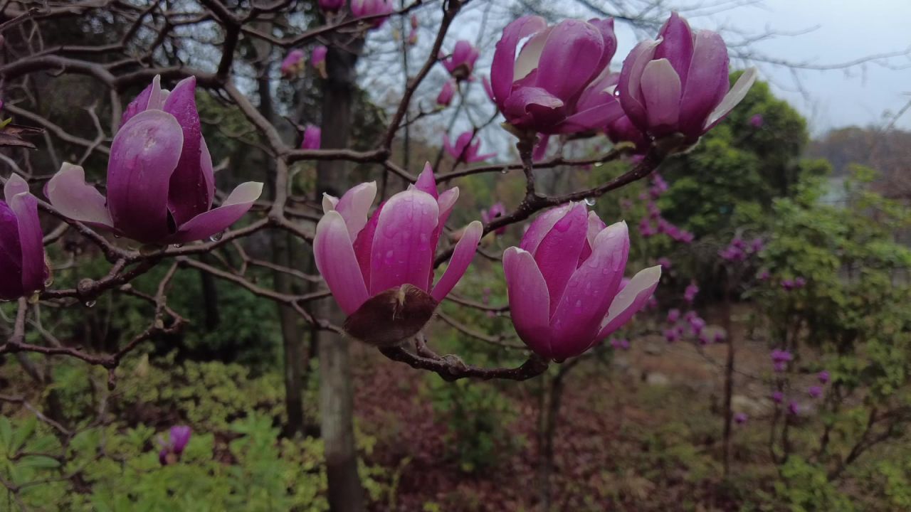 雨后的花