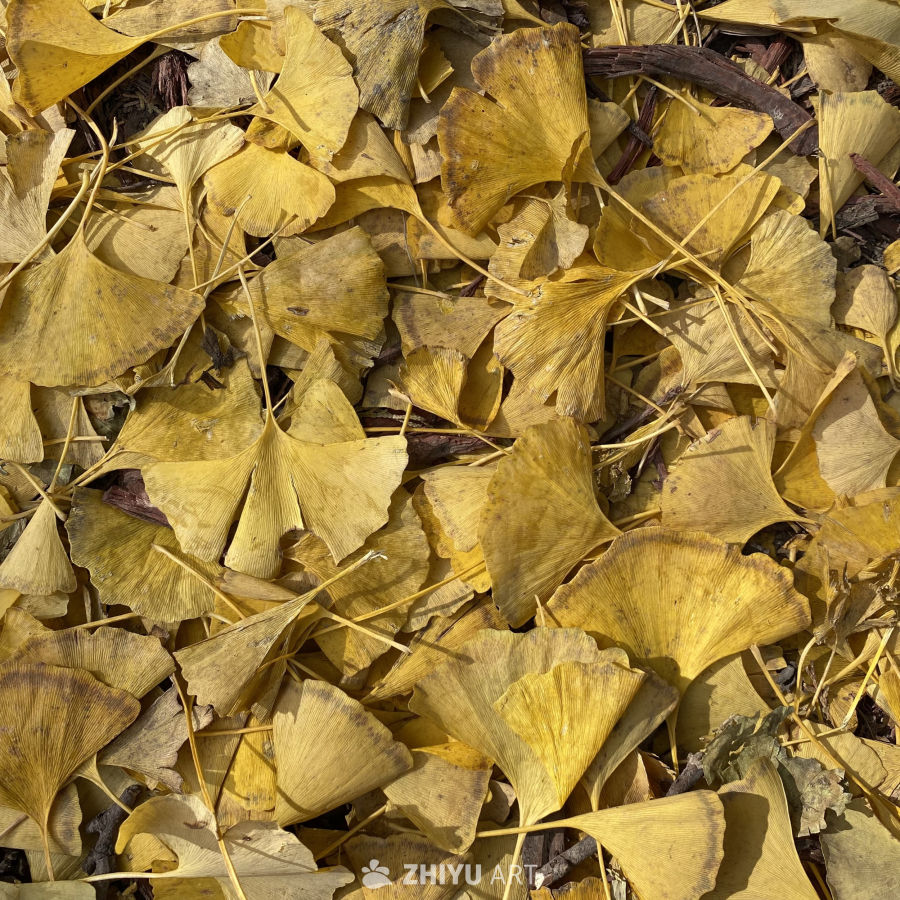 秋日银杏叶铺地