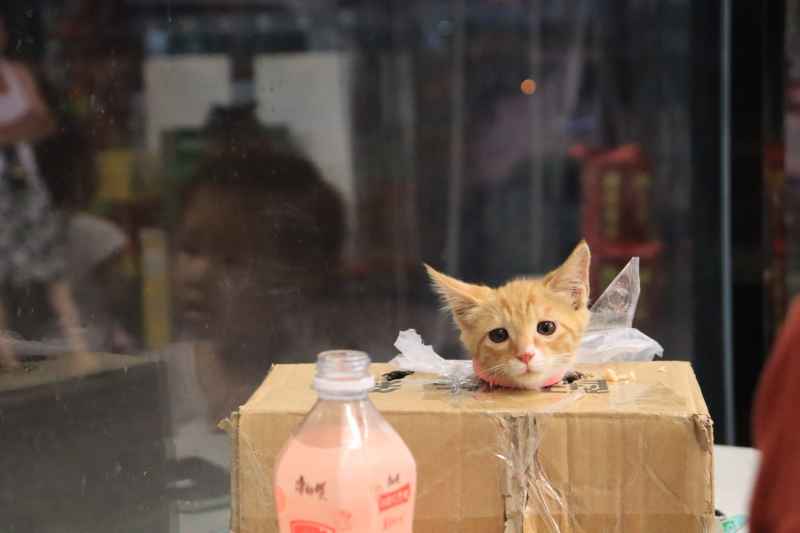 箱子里的小猫