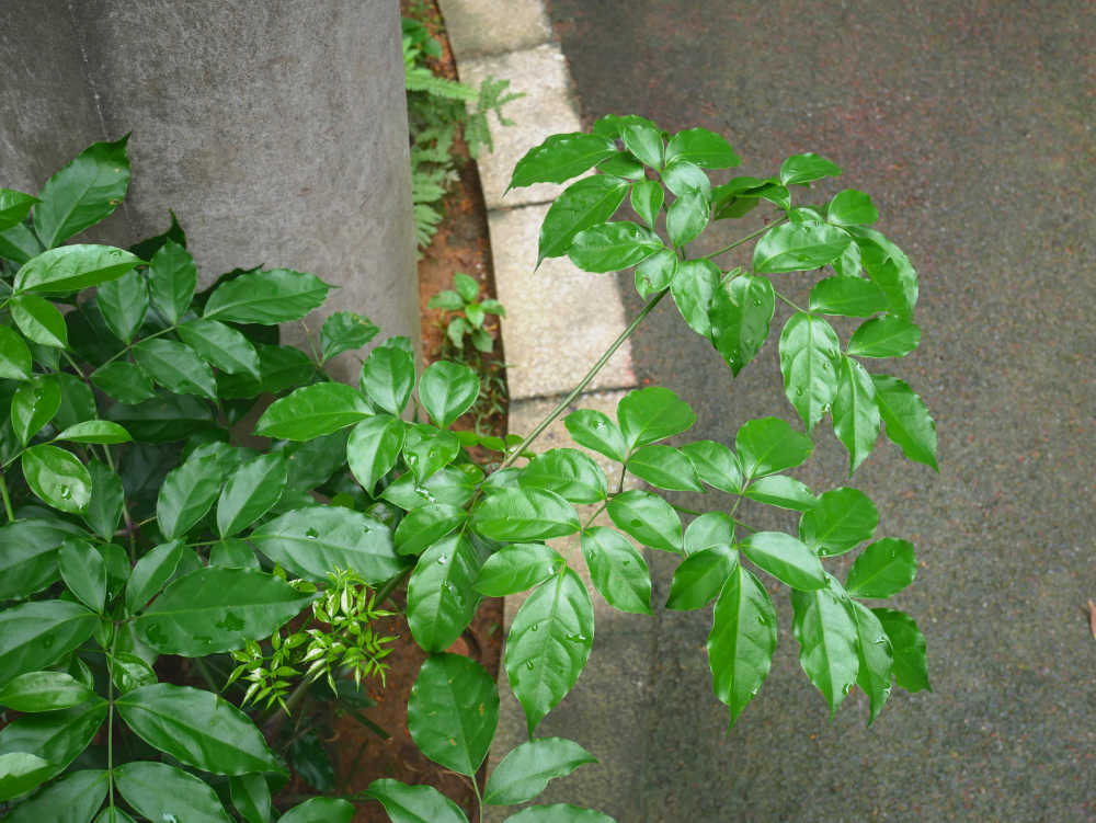 路边的幌伞枫