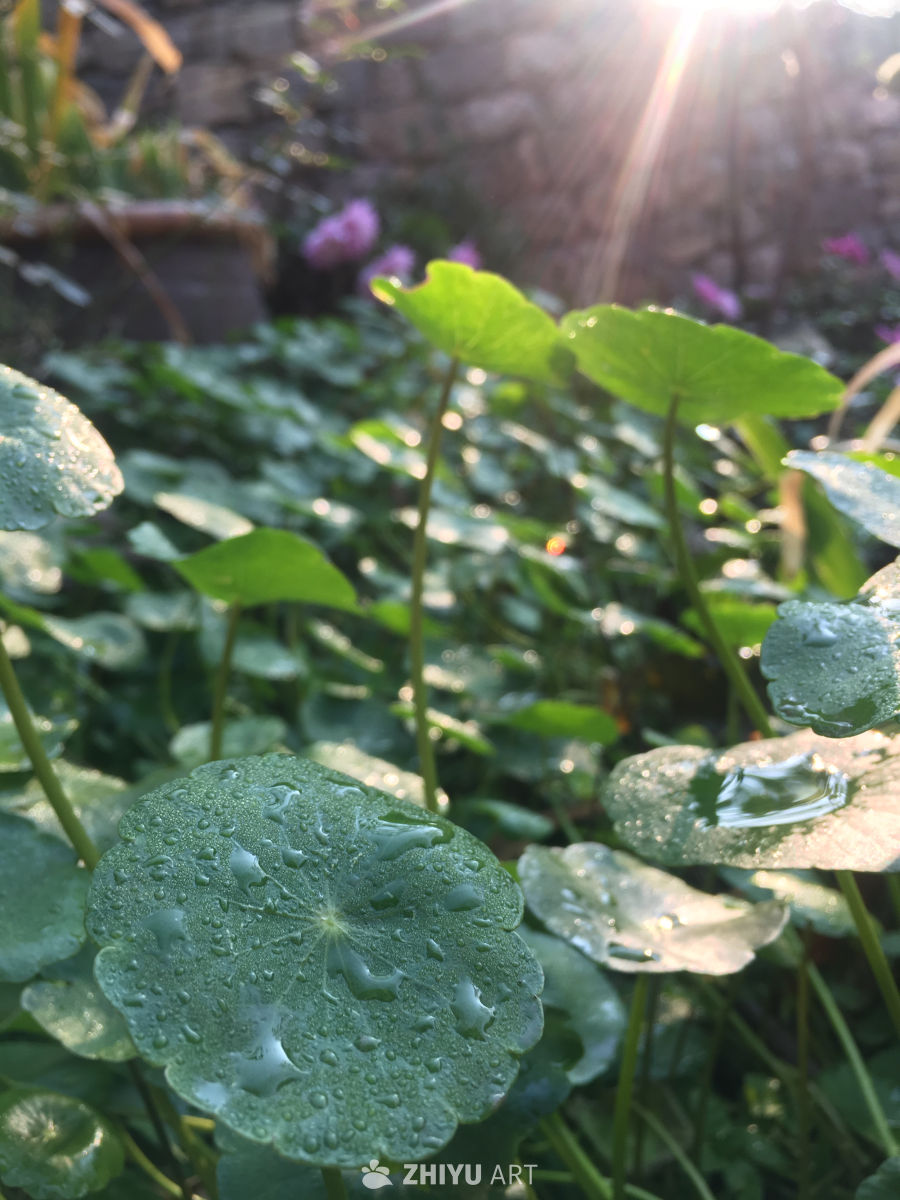晨光中的绿叶水珠