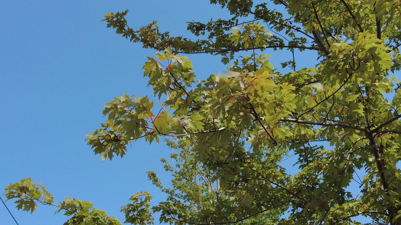 夏日阳光树枝树叶植物鲜花实拍  