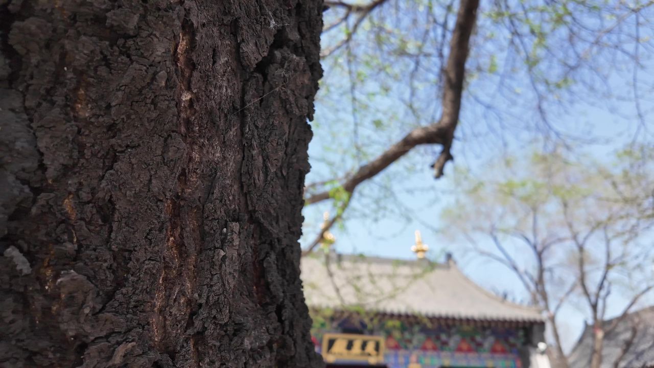 寺庙 喇嘛 藏传佛教 佛教 14