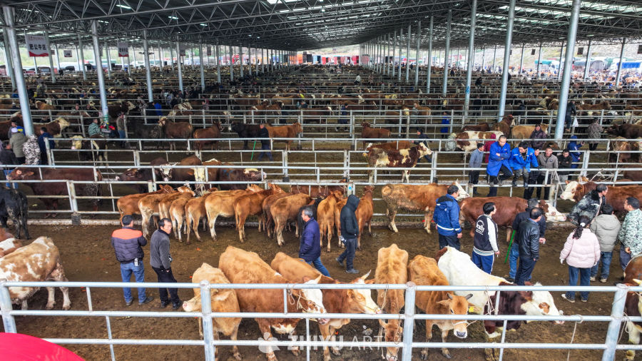 航拍贵州畜牧交易市场 牛市交易 20