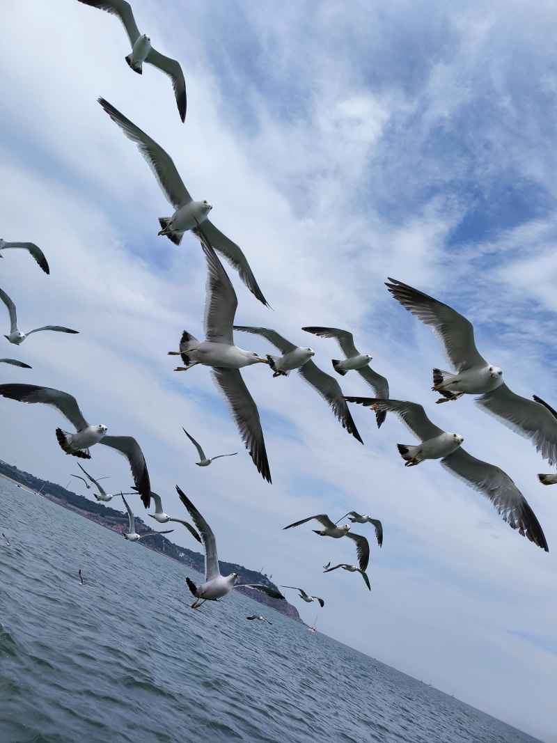 海鸥
