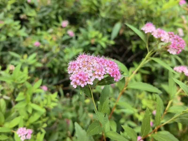 粉花绣线菊