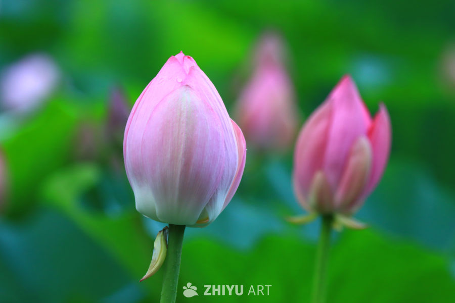 盛夏荷花 248