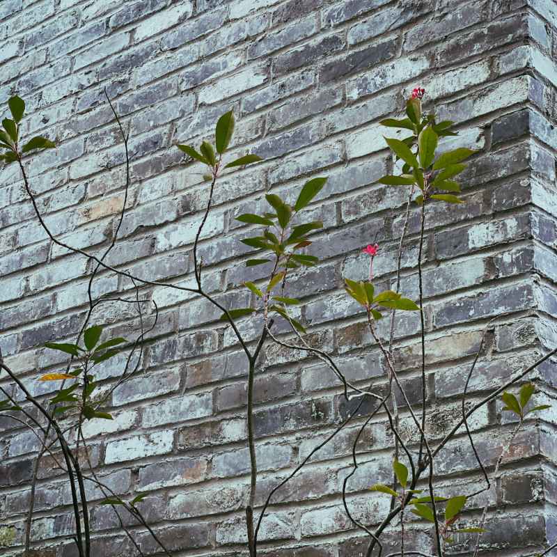 古墙与建筑