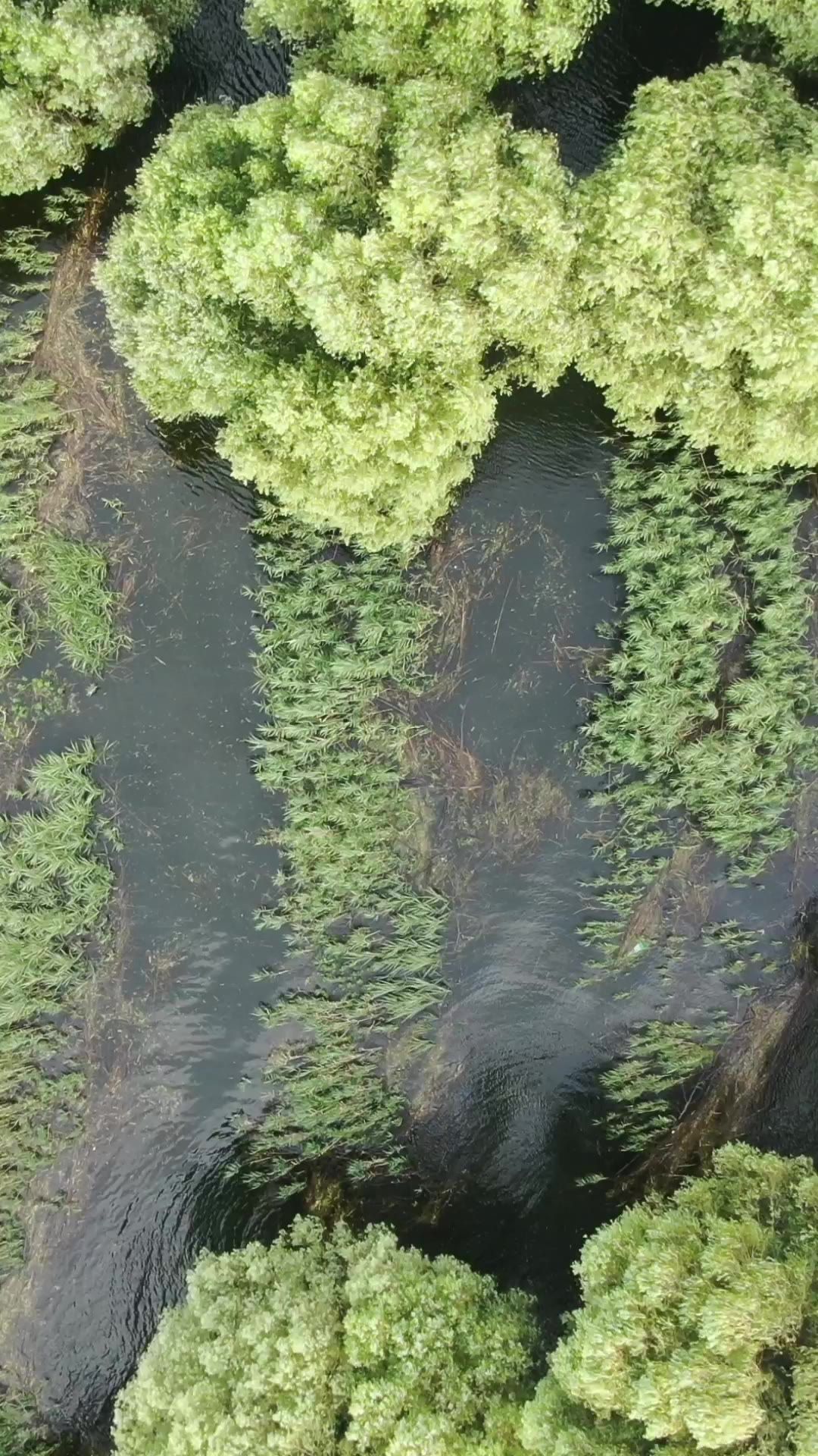 自然风光水上森林植物竖屏航拍