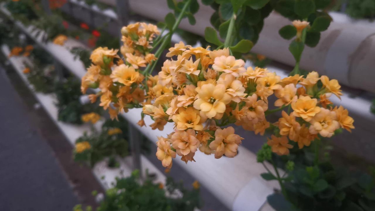 现代农业大棚蔬菜种植基地实拍