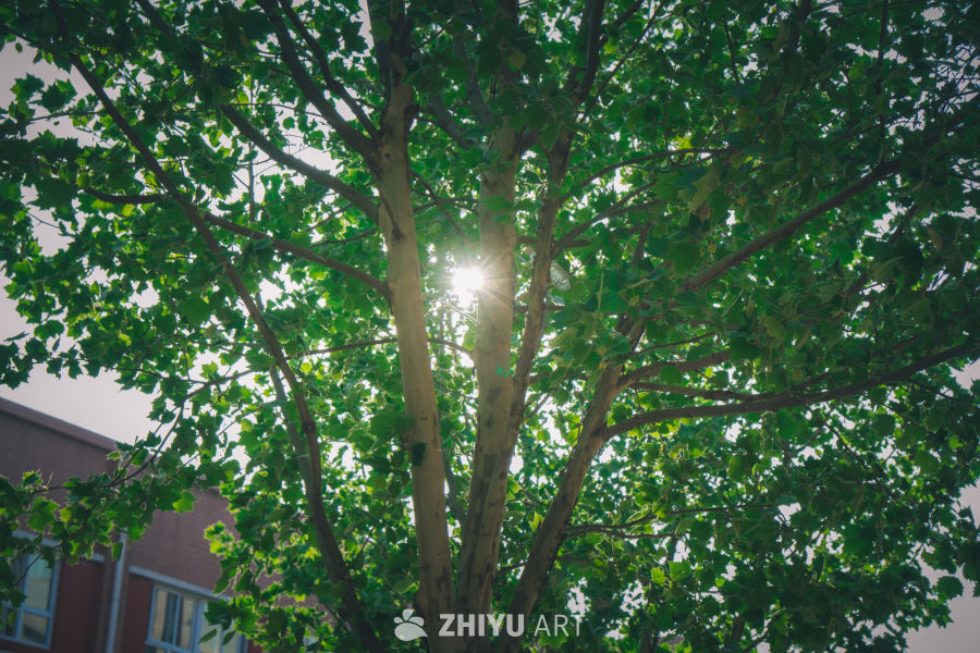 风景秀丽 4