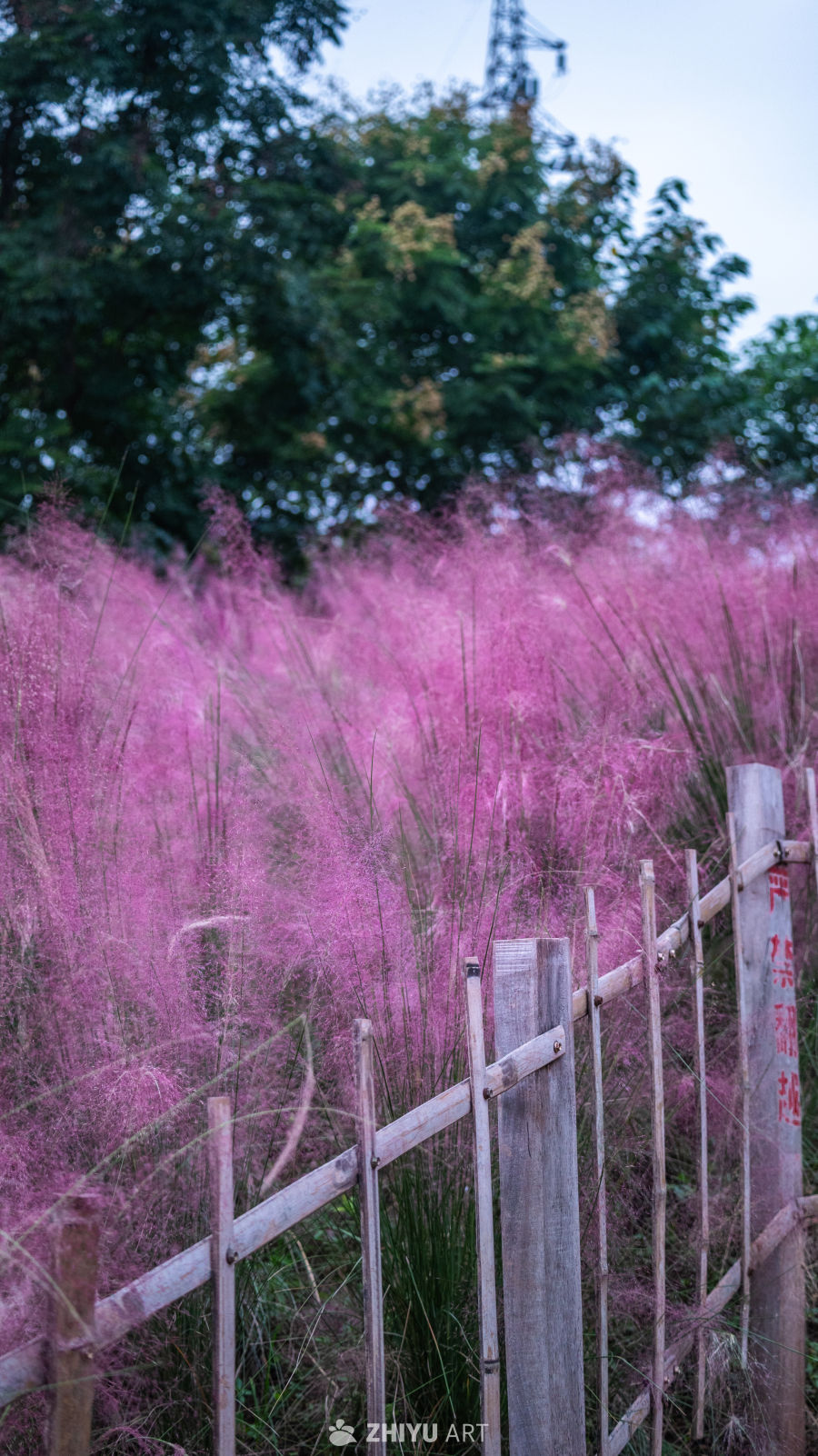 黄昏下的粉色花海