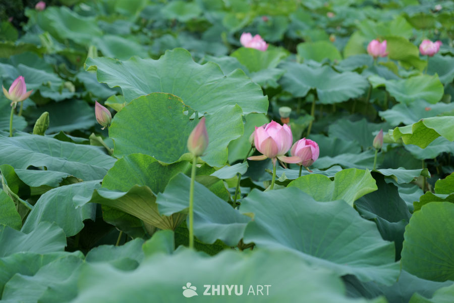 荷花 12