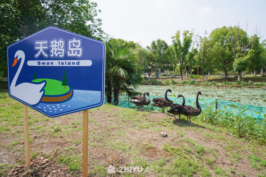 公园里的天鹅岛 13