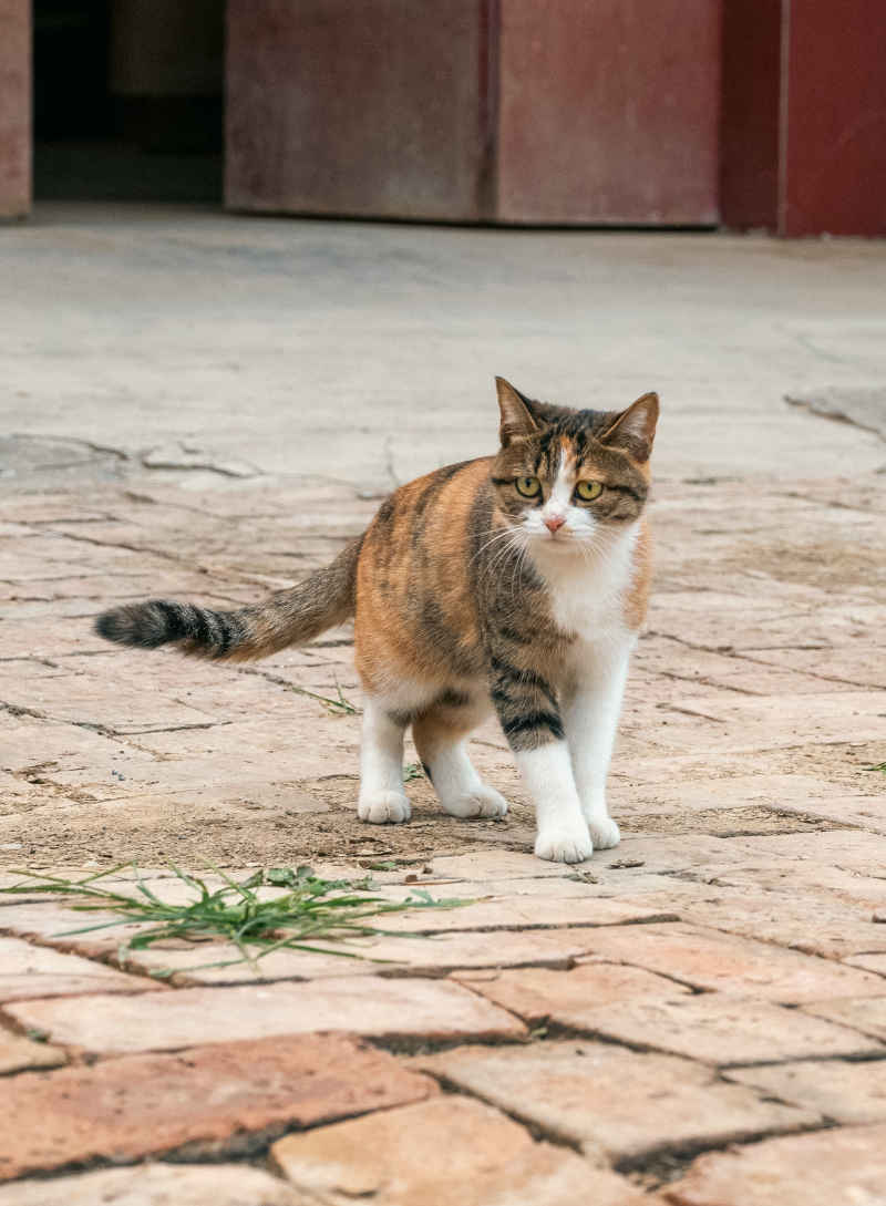 小猫