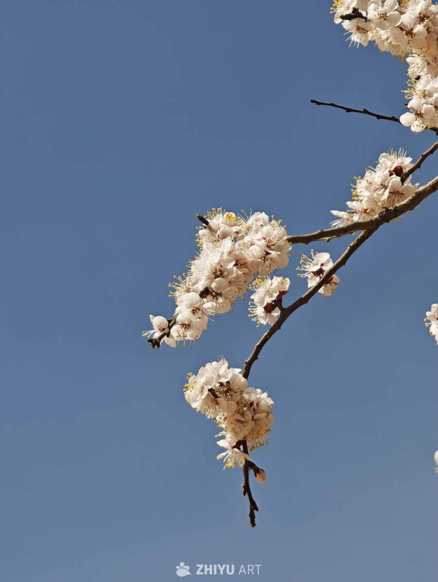 花 3