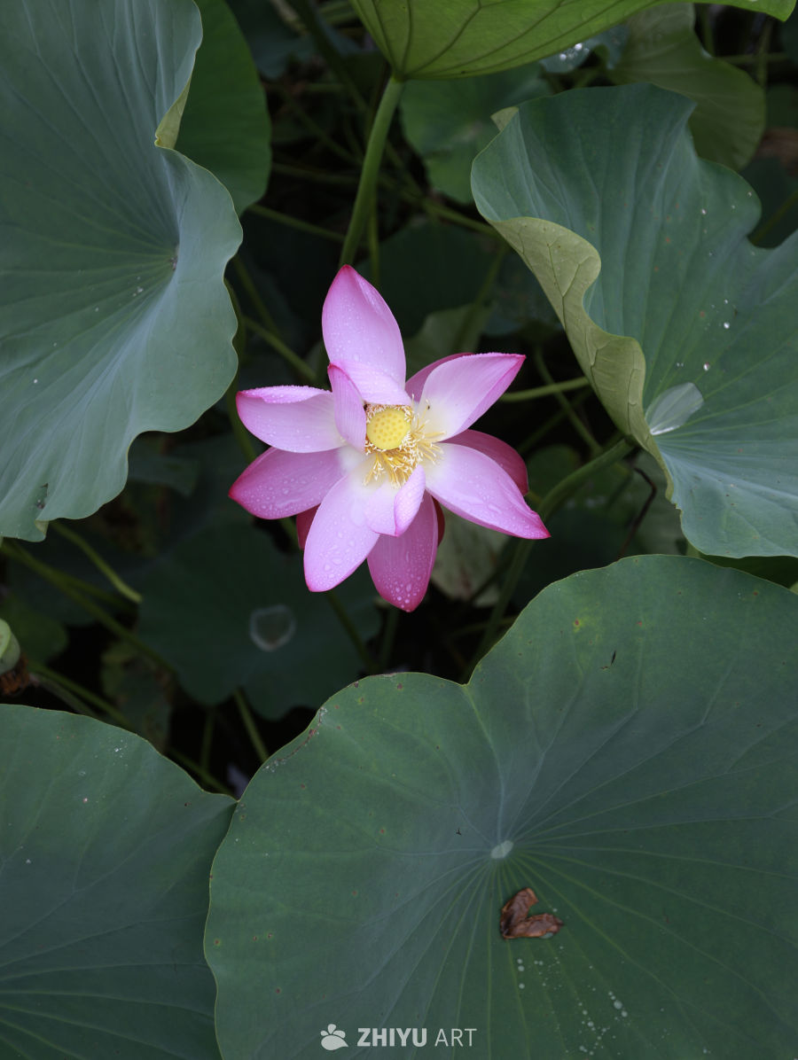 粉嫩莲花与绿叶