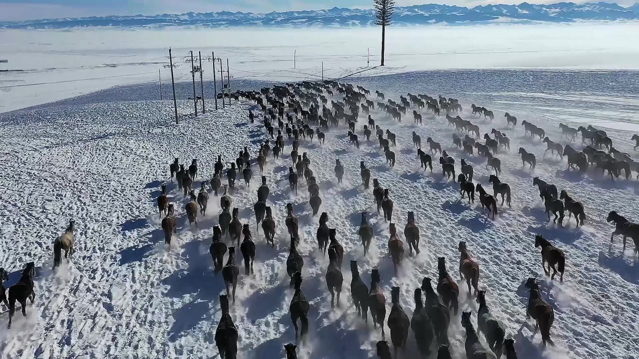 万马奔腾在冬日的雪地里