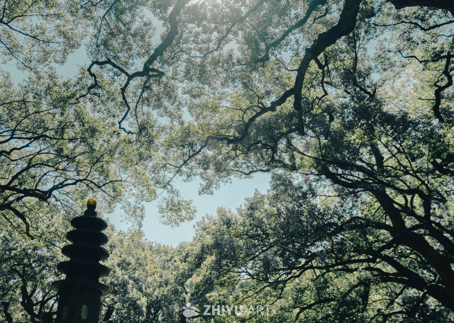 古树映塔，静谧时光