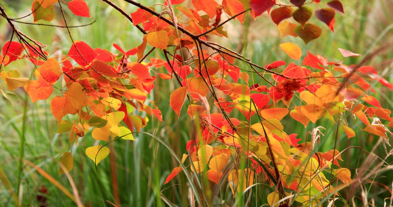 实拍8k秋天红树叶
