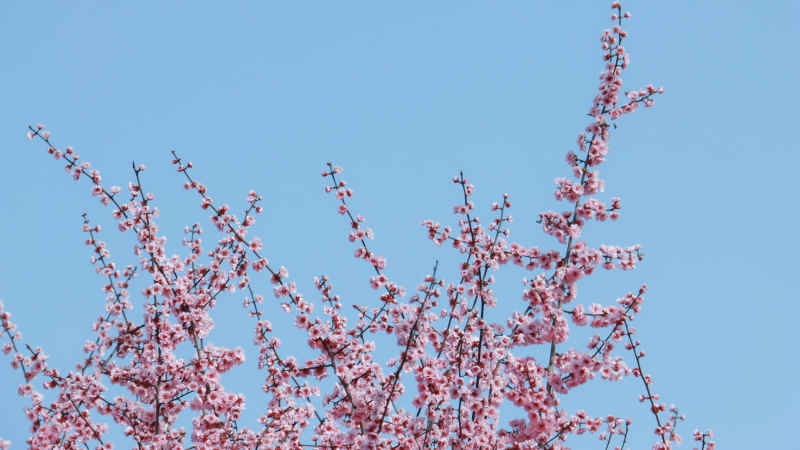 春日花卉 3