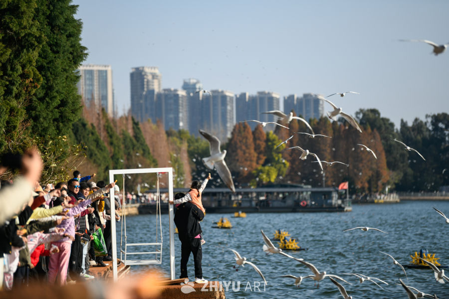 湿地公园  海鸥飞翔  鸟群飞翔 9