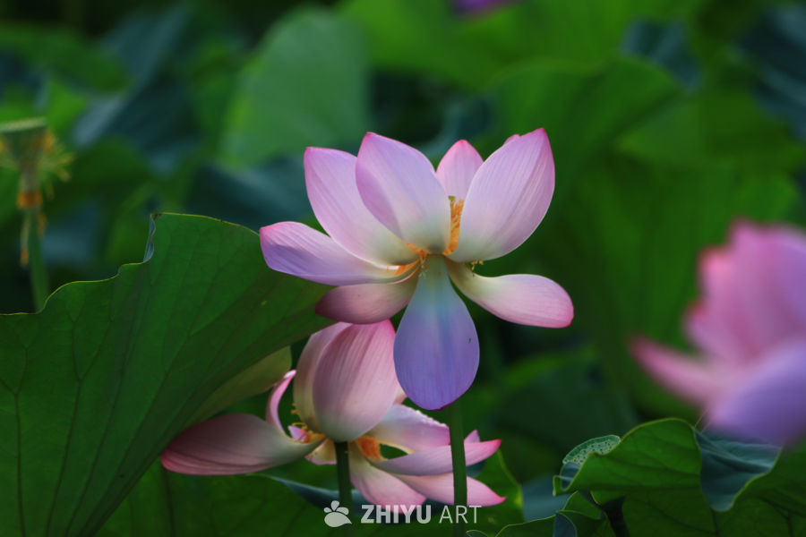 盛夏荷花 154