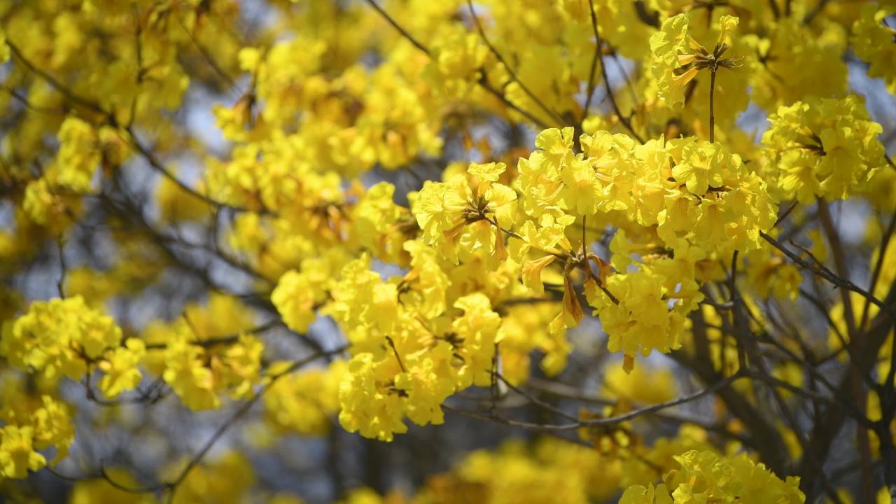 4k黄花风铃木盛开  黄花风铃春分春天
