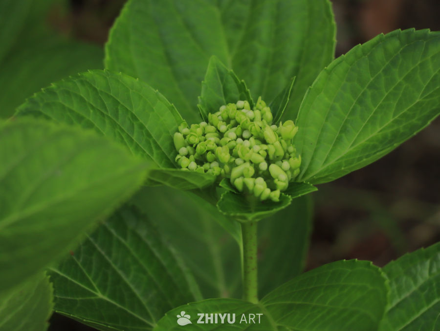 初绽的绣球花蕾