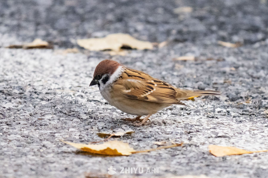 秋日麻雀觅食图