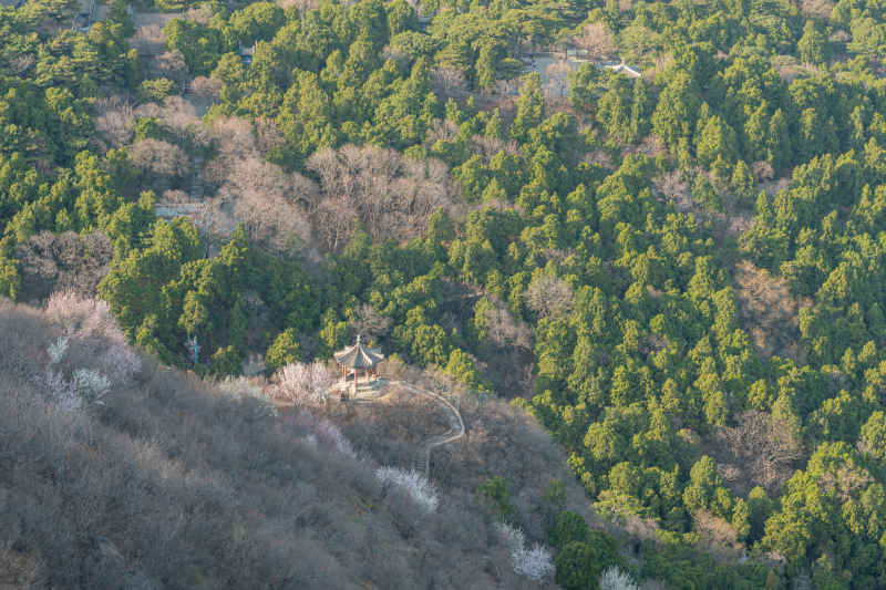 山野