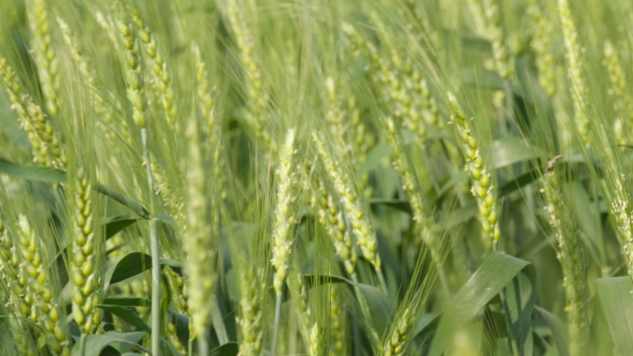 春末夏初农村田野小麦成熟 26