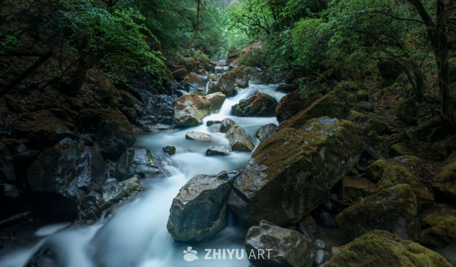 森林溪流的静谧之美
