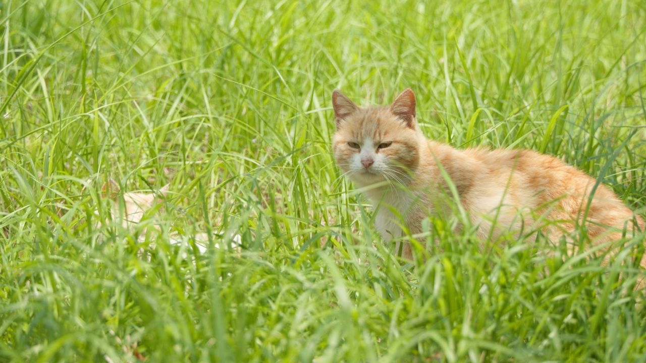 春天公园里可爱的猫咪流浪猫 17