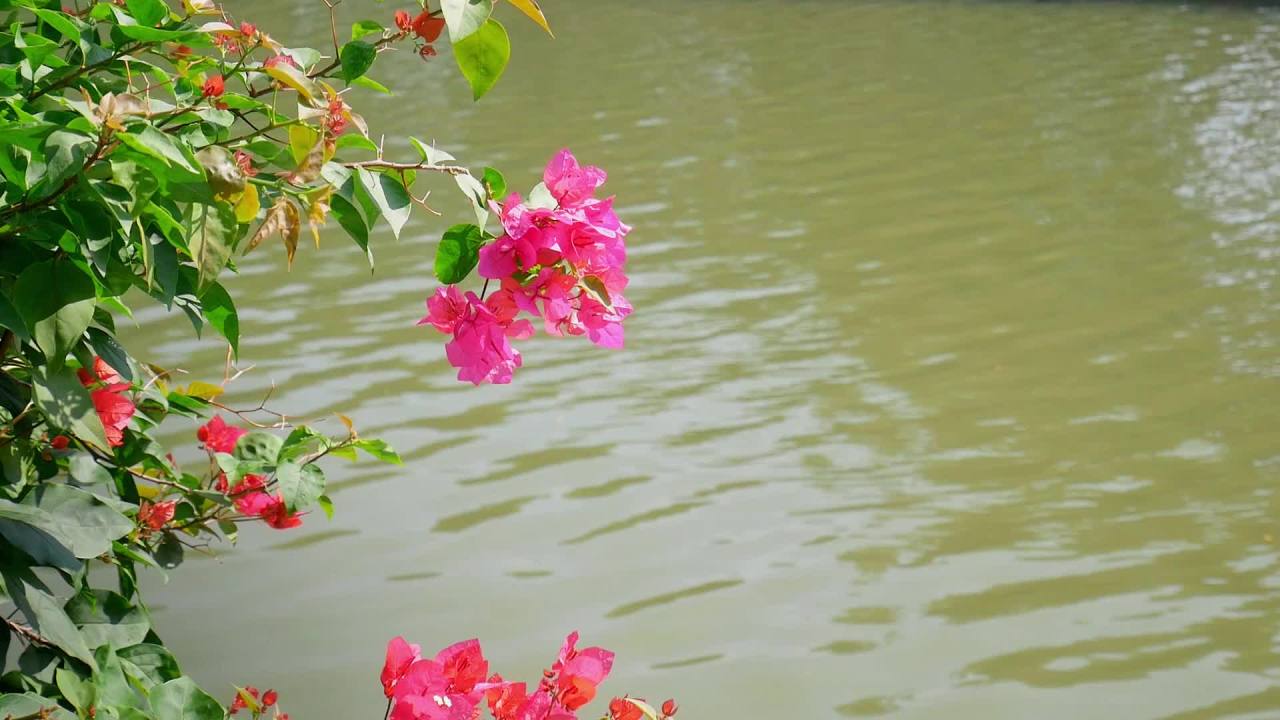 阳光微风河边三角梅1