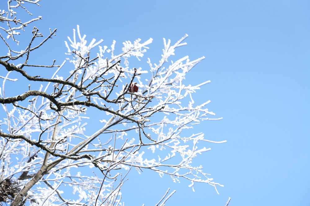 雪落黄山，雾凇云海——雪篇