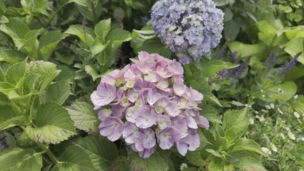园林里的花花草草2 4