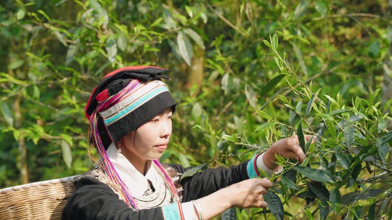 茶田里的采茶人