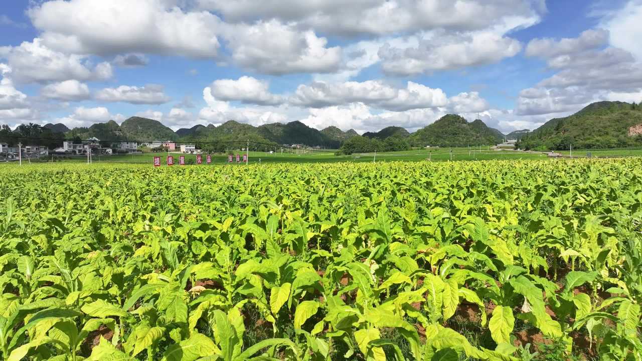 4k蓝天白云下烤烟种植基地烟叶烤烟烟田