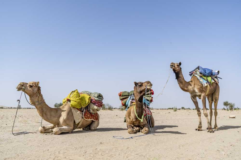 骆驼哺乳动物沙漠运输